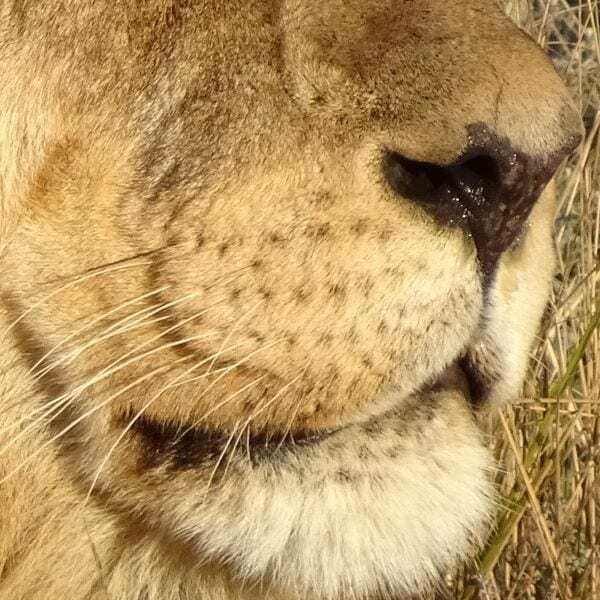 The Lion's Whisker blog by Tales from Africa Travel