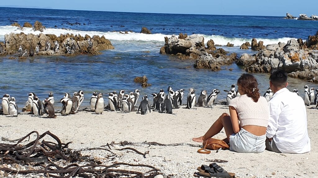 blog Tales-from-Africa-Travel South-Africa Namibia penguins-in-Africa African-Wildlife