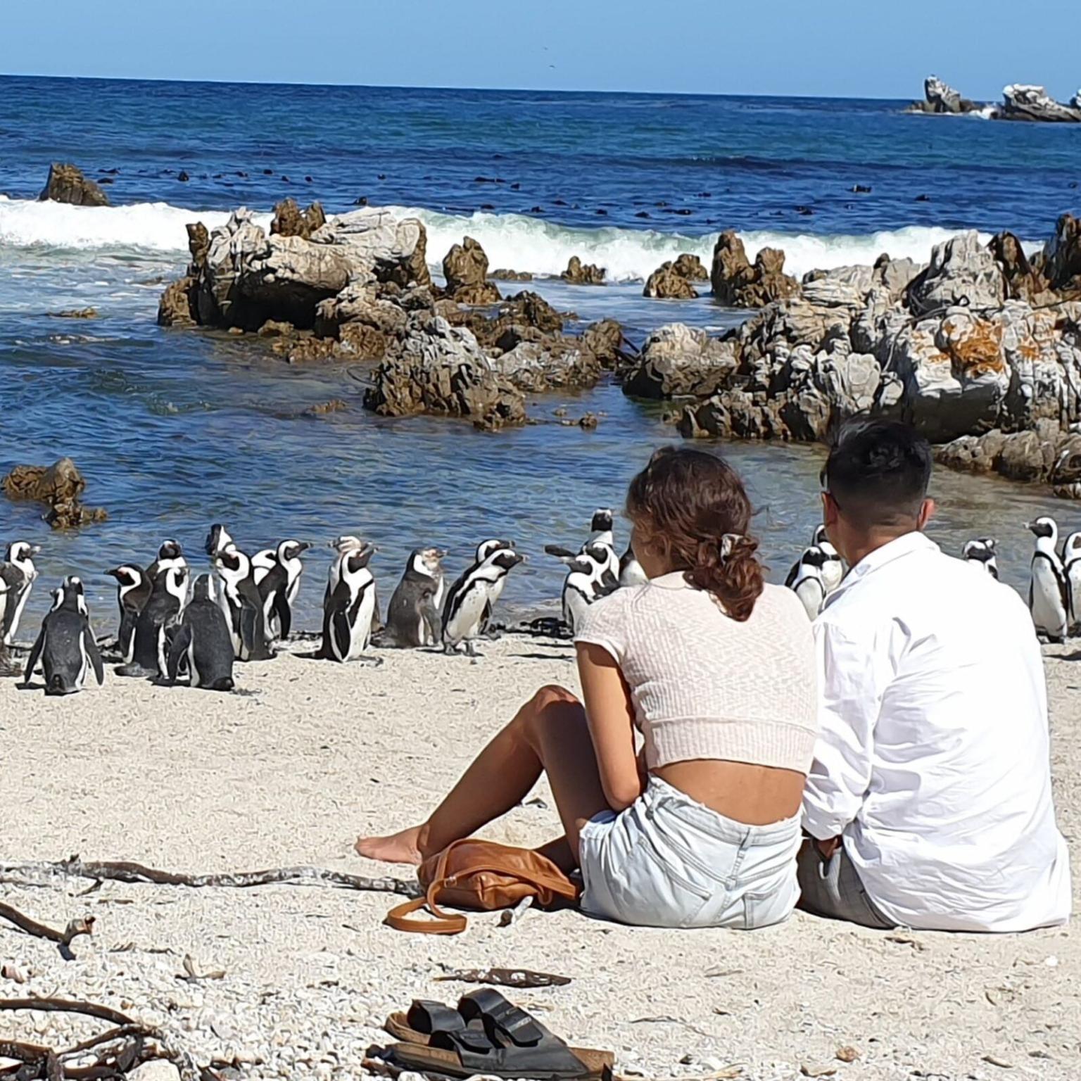 blog Tales-from-Africa-Travel South-Africa Namibia penguins-in-Africa African-Wildlife